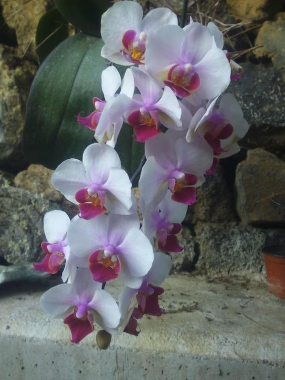 Villa Mamita ลอสยานอส เด อารีดาเน ภายนอก รูปภาพ